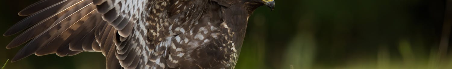 Ormvråk med byte fotograferad från gömsle